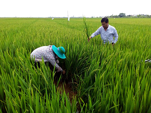 Vụ đông xuân miền Bắc lúa tươi tốt, dự báo được mùa lớn