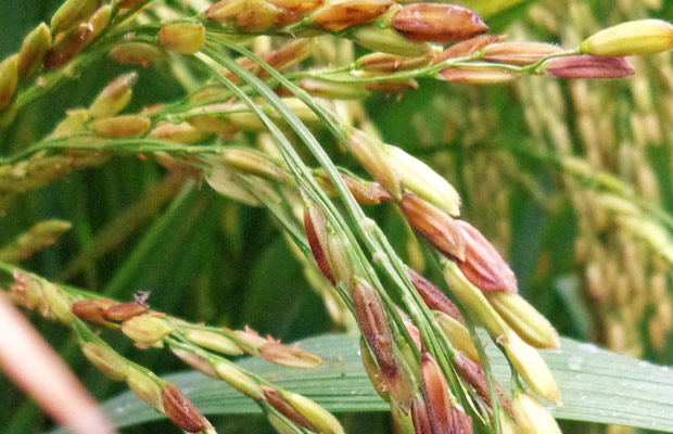 LEM LÉP HẠT TRÊN LÚA – NGUYÊN NHÂN VÀ GIẢI PHÁP QUẢN LÝ HIỆU QUẢ